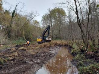 Pelobate fosco, proteggere la biodiversità